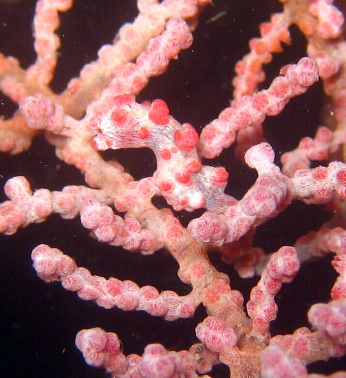 Image of Bargibant's Seahorse