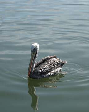 Image of Peruvian Pelican