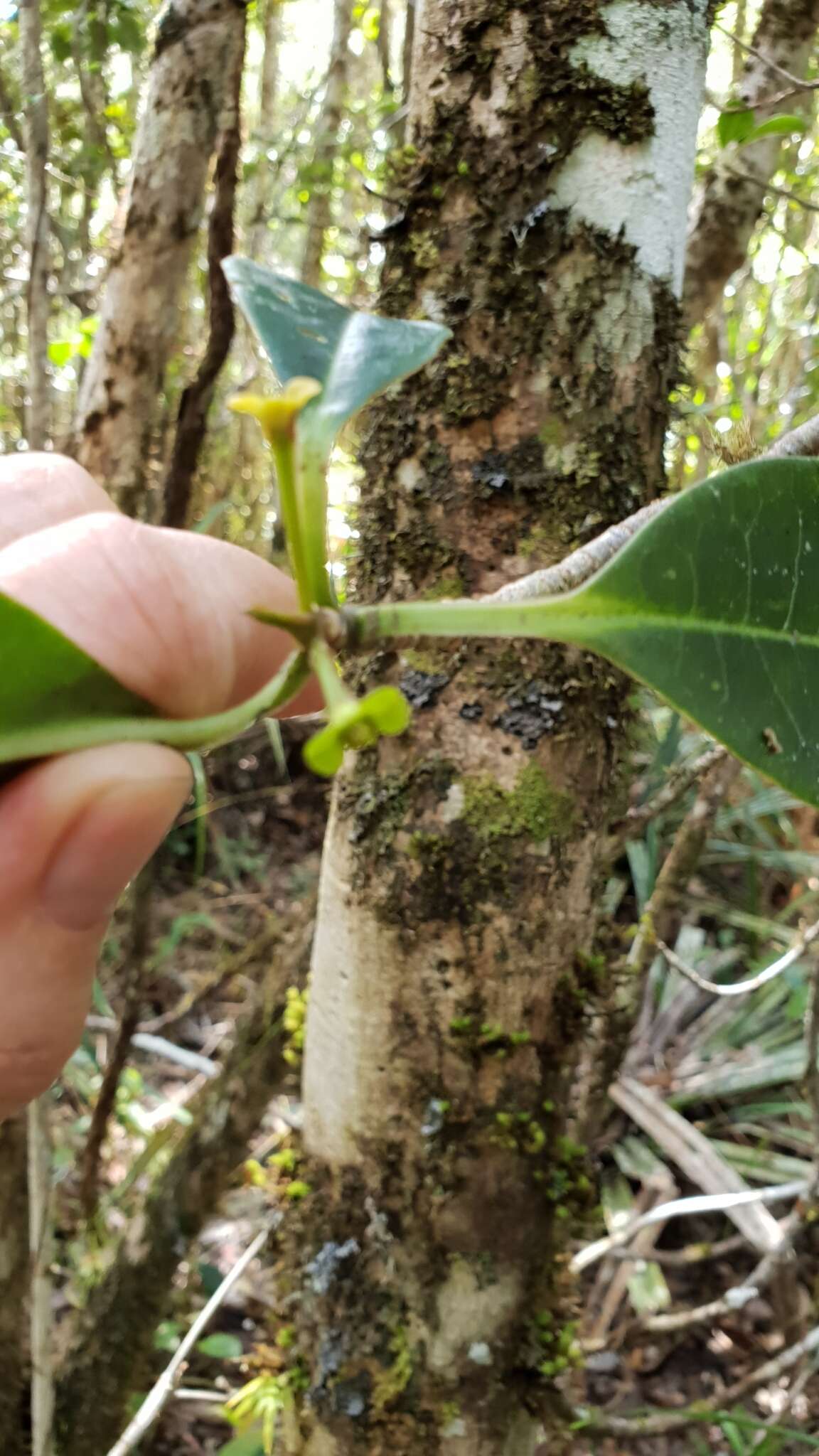 Sivun Euphorbia erythroxyloides Baker kuva