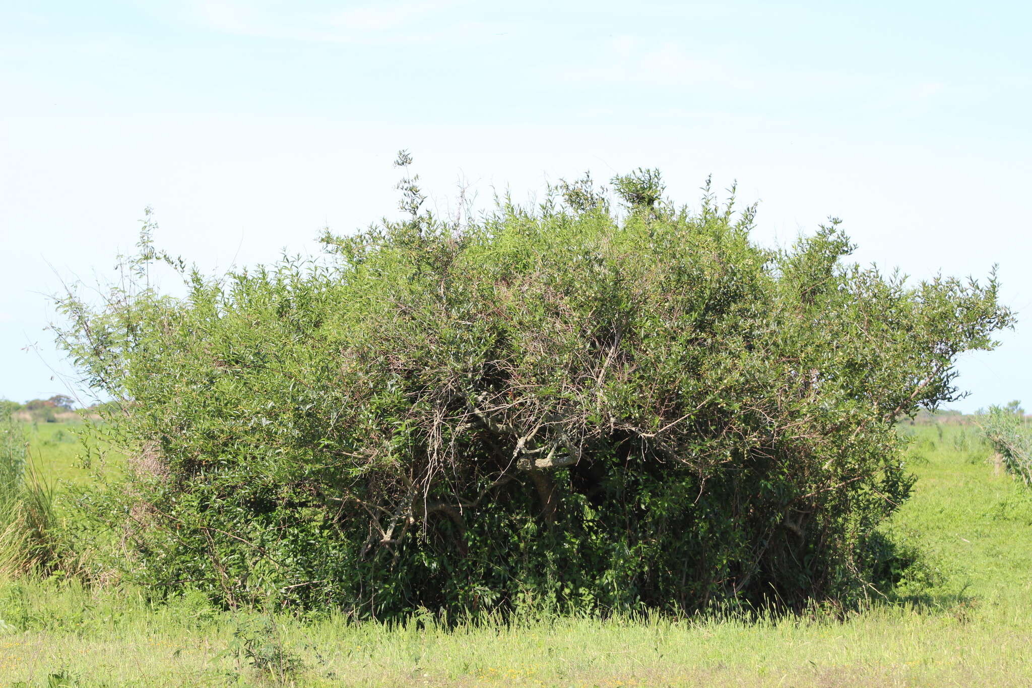 Image de Cephalanthus glabratus (Spreng.) K. Schum.