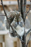 Image of Sciurus subgen. Sciurus Linnaeus 1758