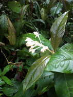 Image of Palicourea violacea (Aubl.) A. Rich.
