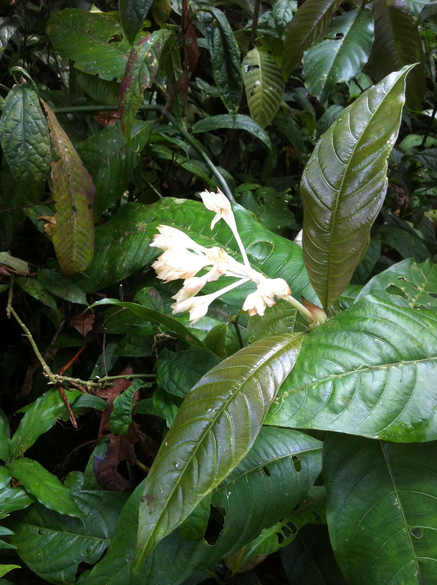 صورة Palicourea violacea (Aubl.) A. Rich.