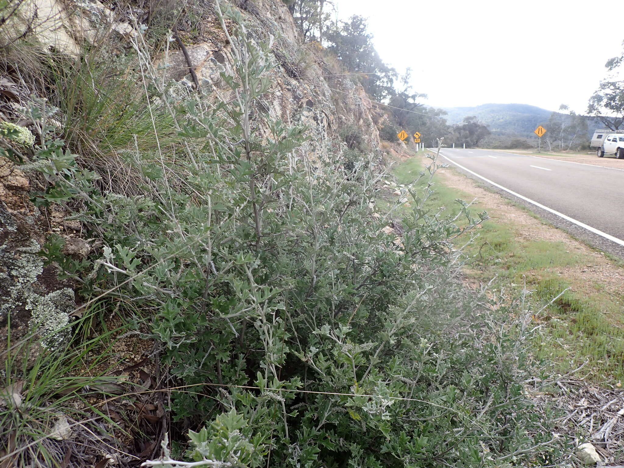 Image of Grevillea willisii R. V. Smith & Mc Gill.