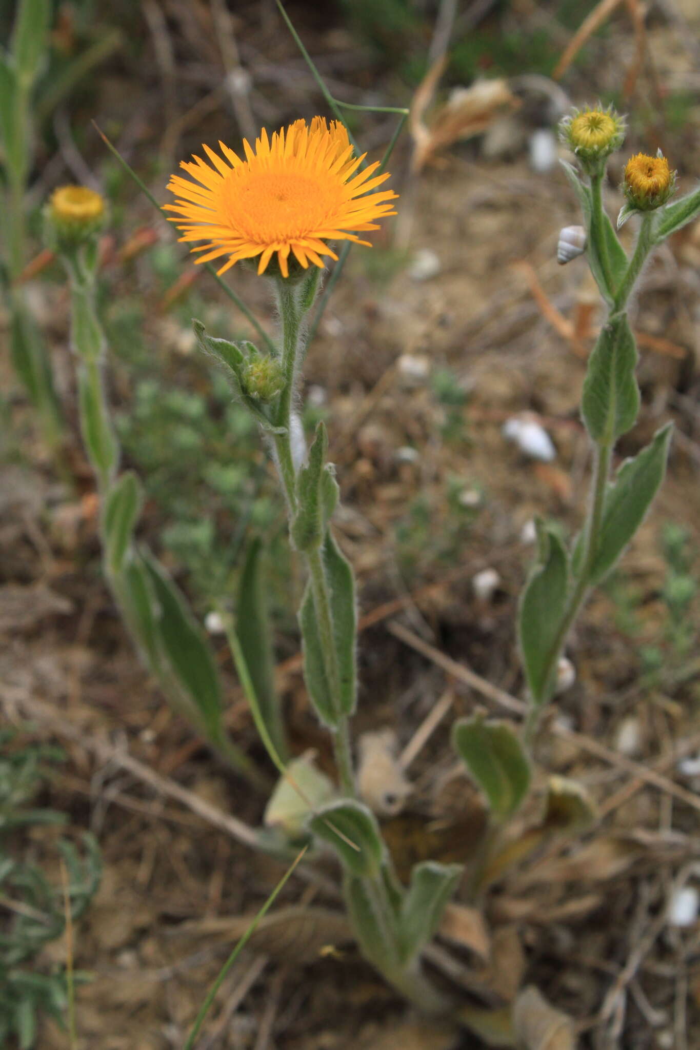 Plancia ëd Pentanema oculus-christi (L.) D. Gut. Larr., Santos-Vicente, Anderb., E. Rico & M. M. Mart. Ort.