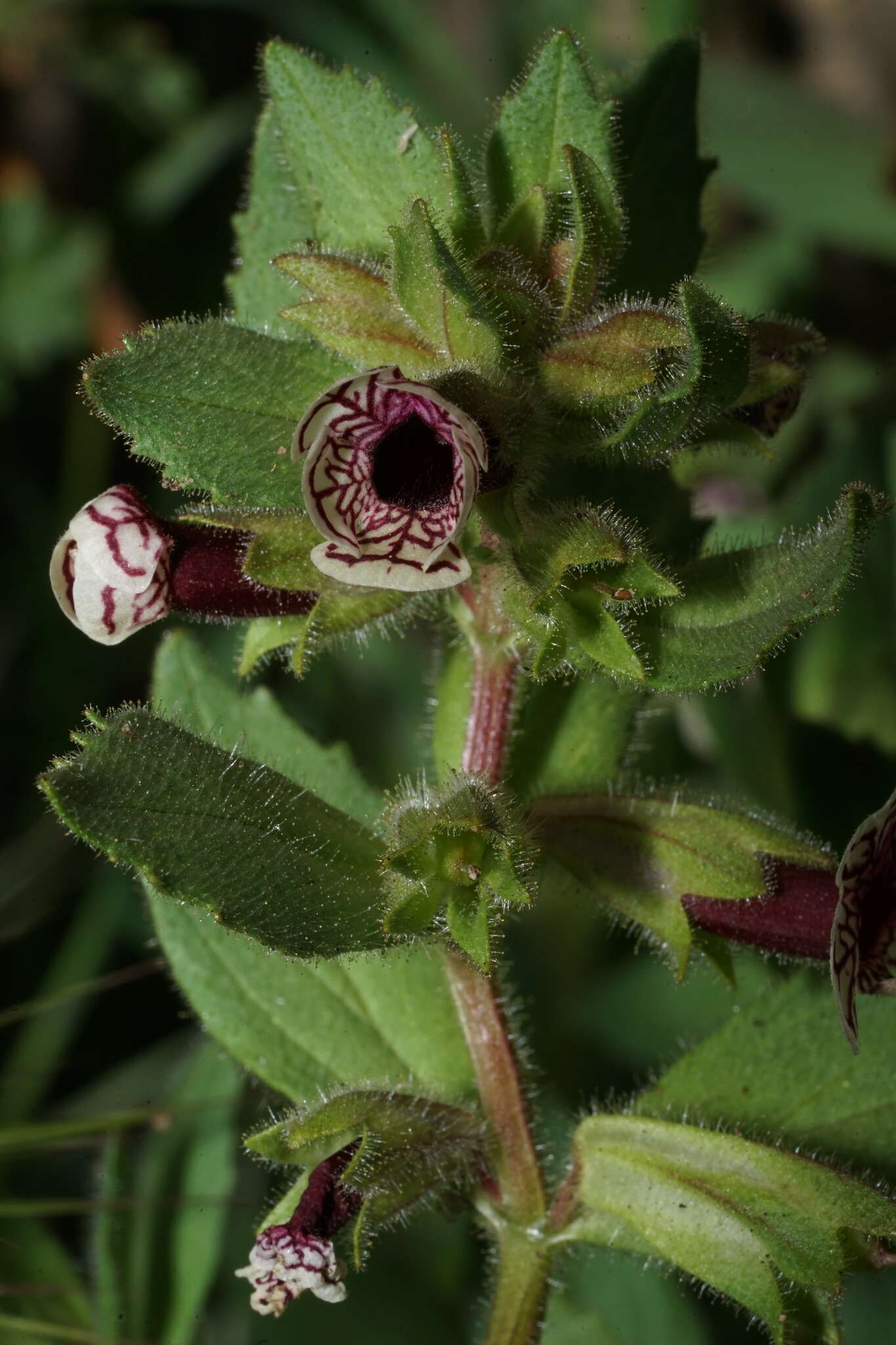 Image of calico monkeyflower