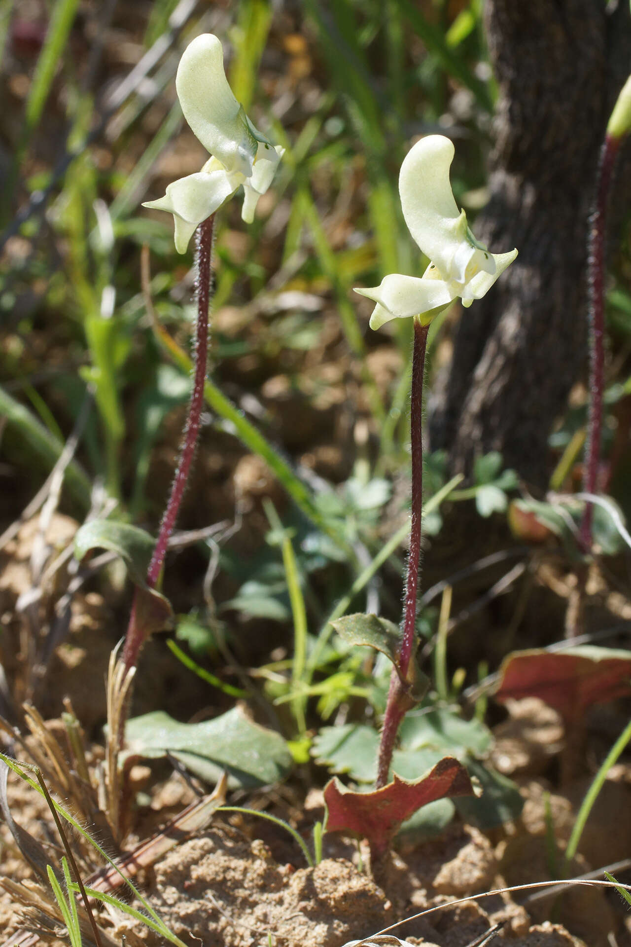 Image of Disperis bolusiana subsp. macrocorys (Rolfe) J. C. Manning