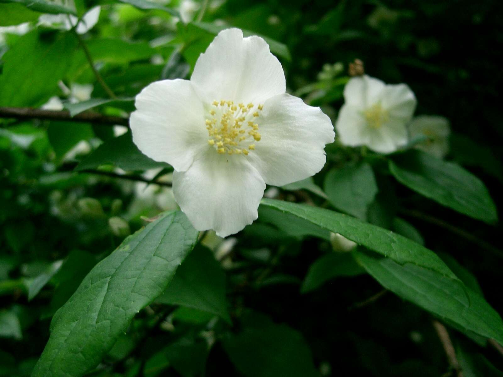 Image of sweet mock orange