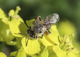 Image of Calliopsis personata Cockerell 1897