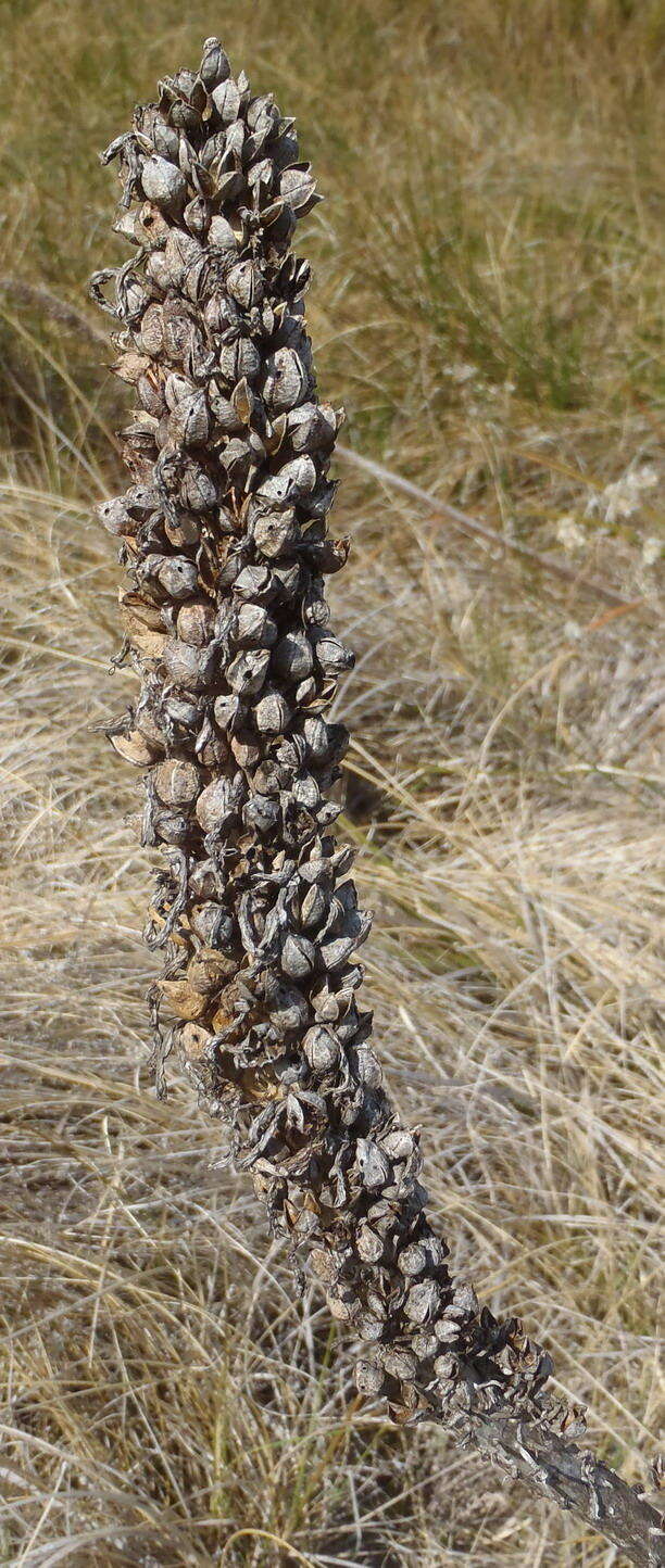 Image of Kniphofia bruceae (Codd) Codd