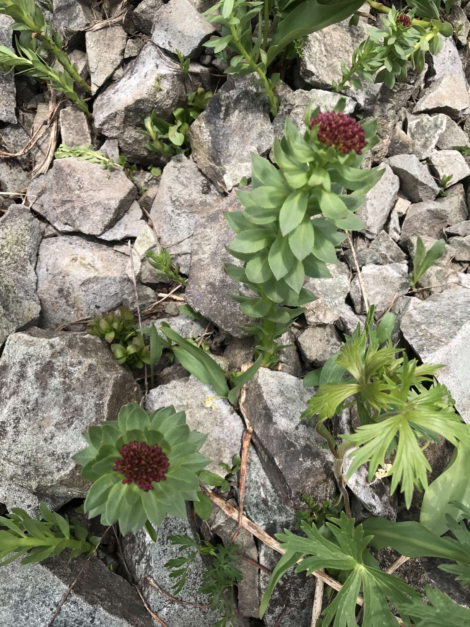 Image of ledge stonecrop