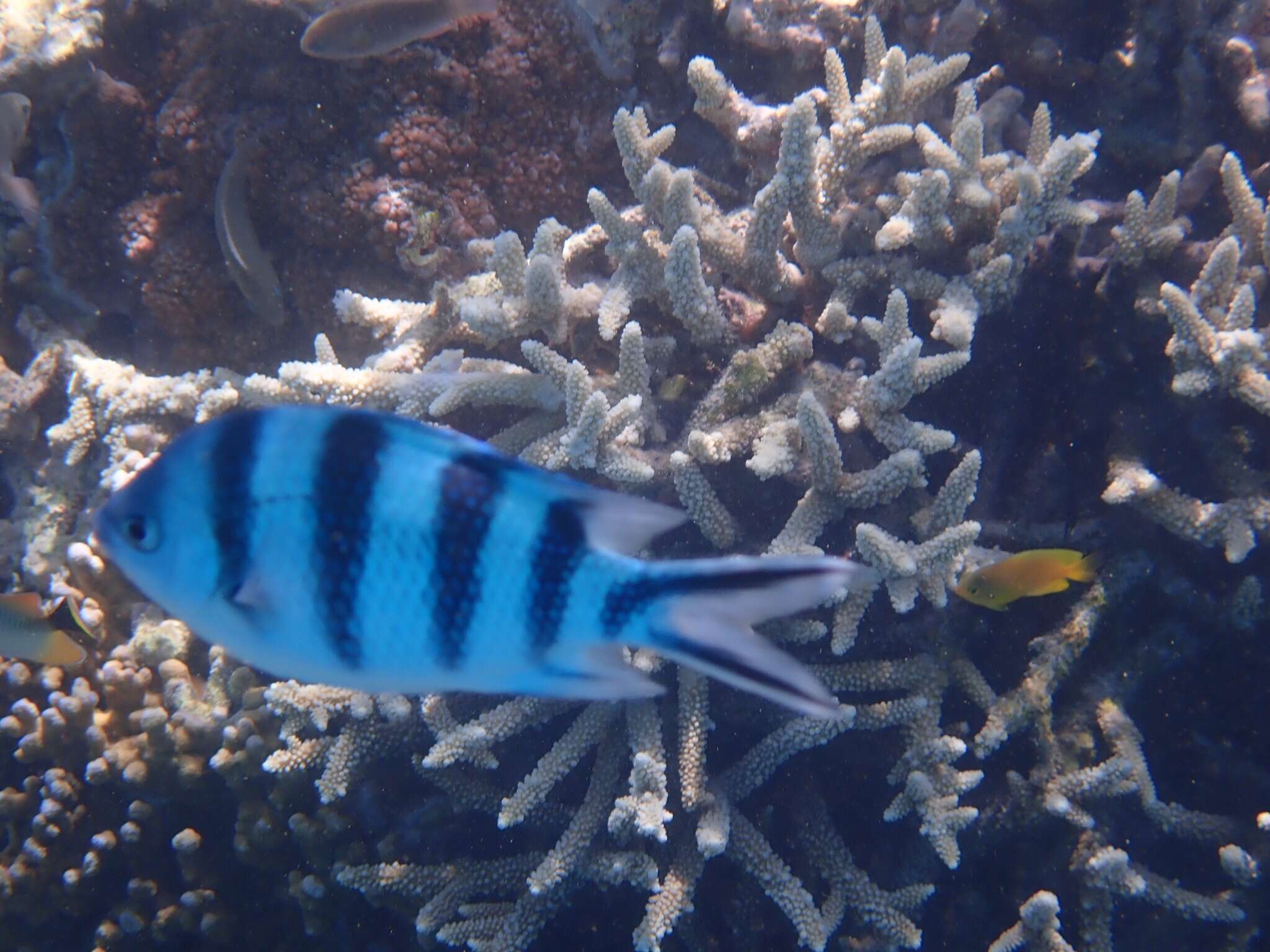 Abudefduf sexfasciatus (Lacepède 1801) resmi