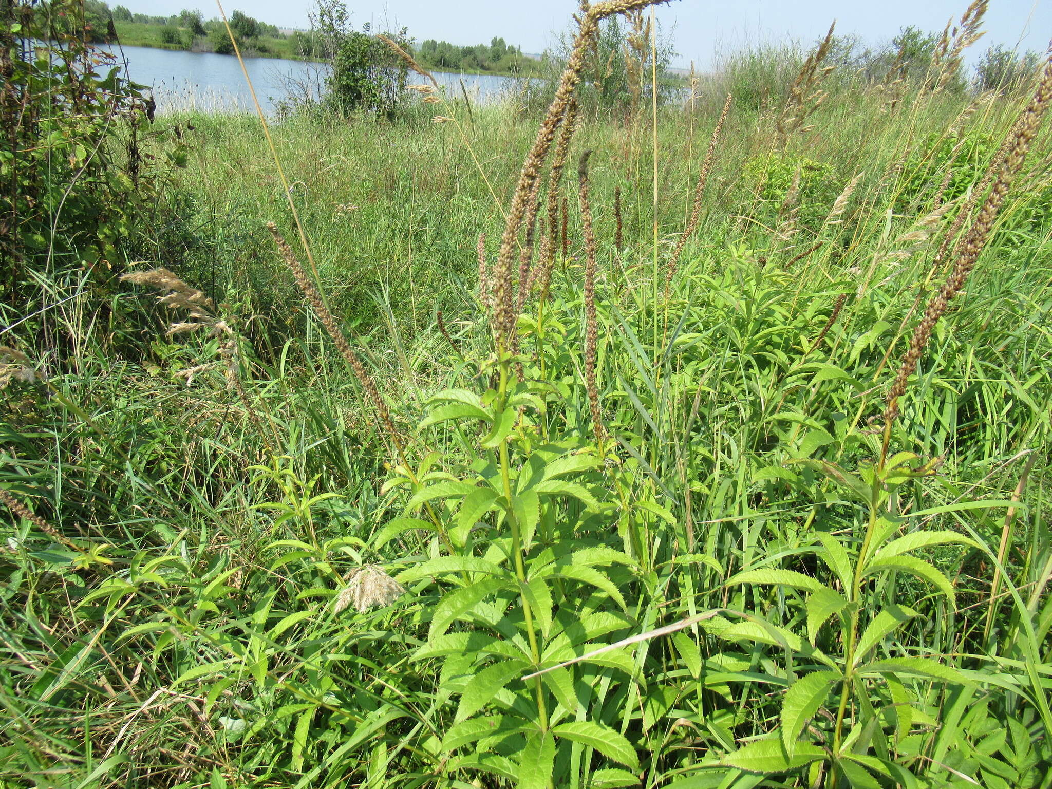 Imagem de Veronicastrum sibiricum (L.) Pennell