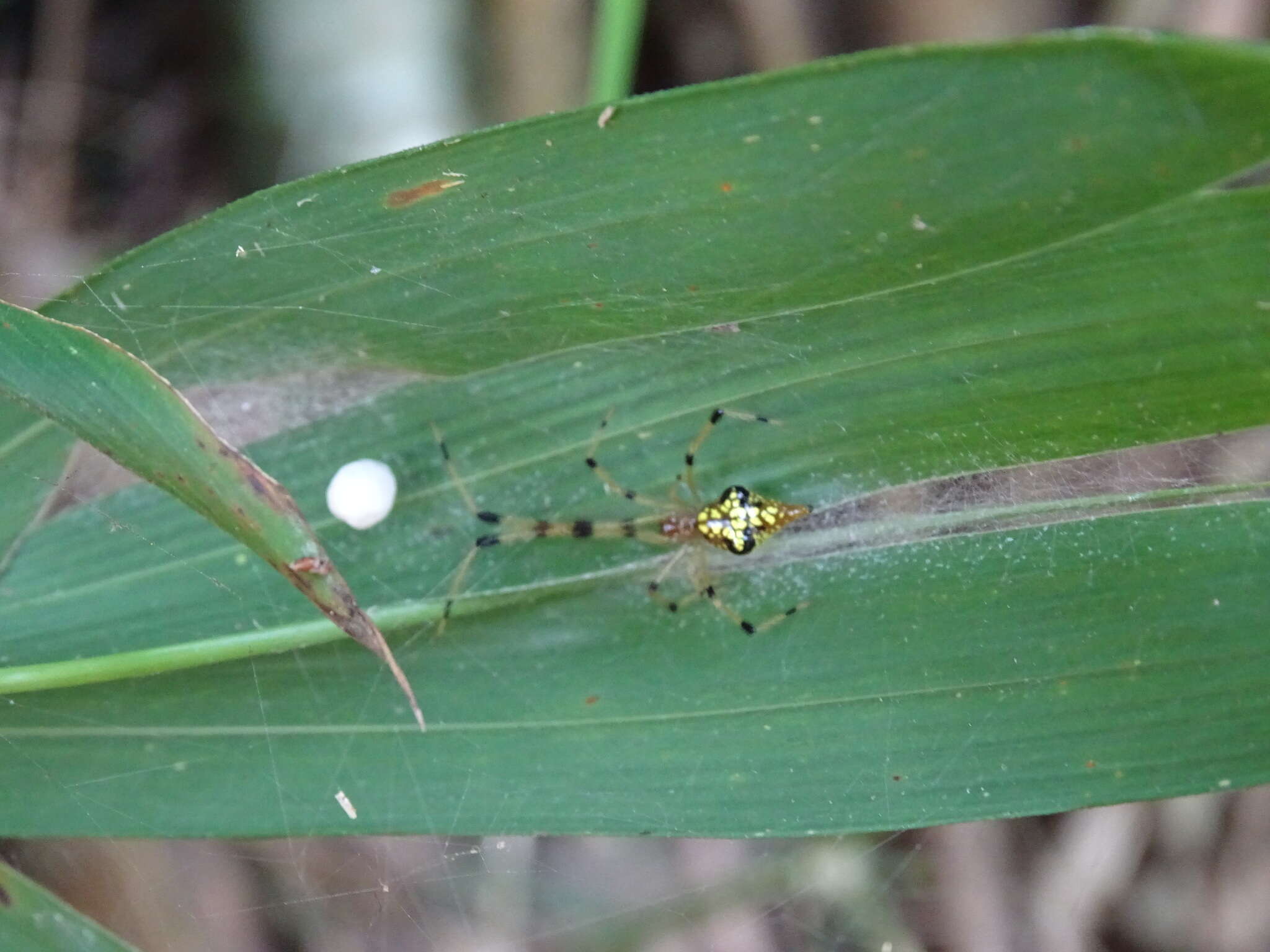 Image of Chrysso scintillans (Thorell 1895)