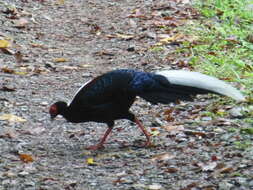 Image of Swinhoe's Pheasant