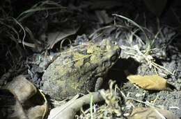 Image of Flat-backed Toad