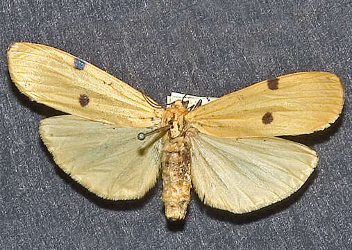 Image of four-spotted footman