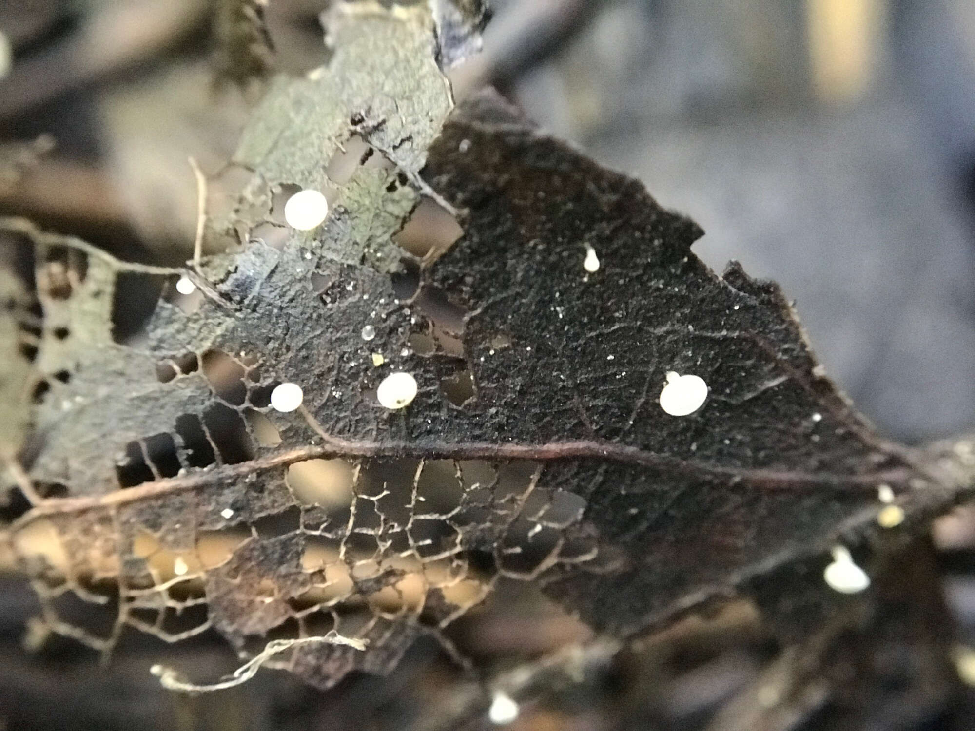 Image of Hymenoscyphus caudatus (P. Karst.) Dennis 1964