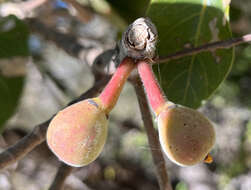 Image of Ficus petiolaris subsp. palmeri (S. Watson) Felger