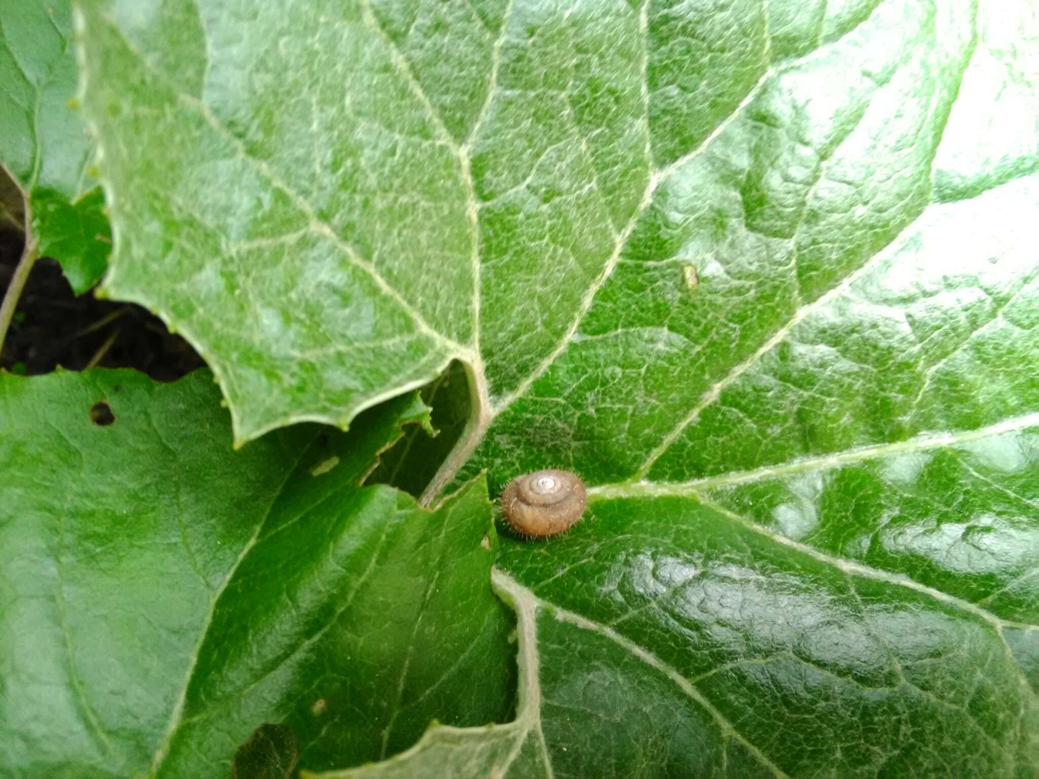 Image of Furry Hair Snail