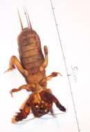 Image of European Mole Cricket