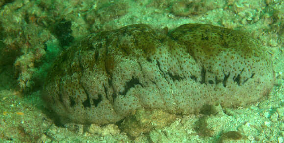 Image of Elephant Trunkfish