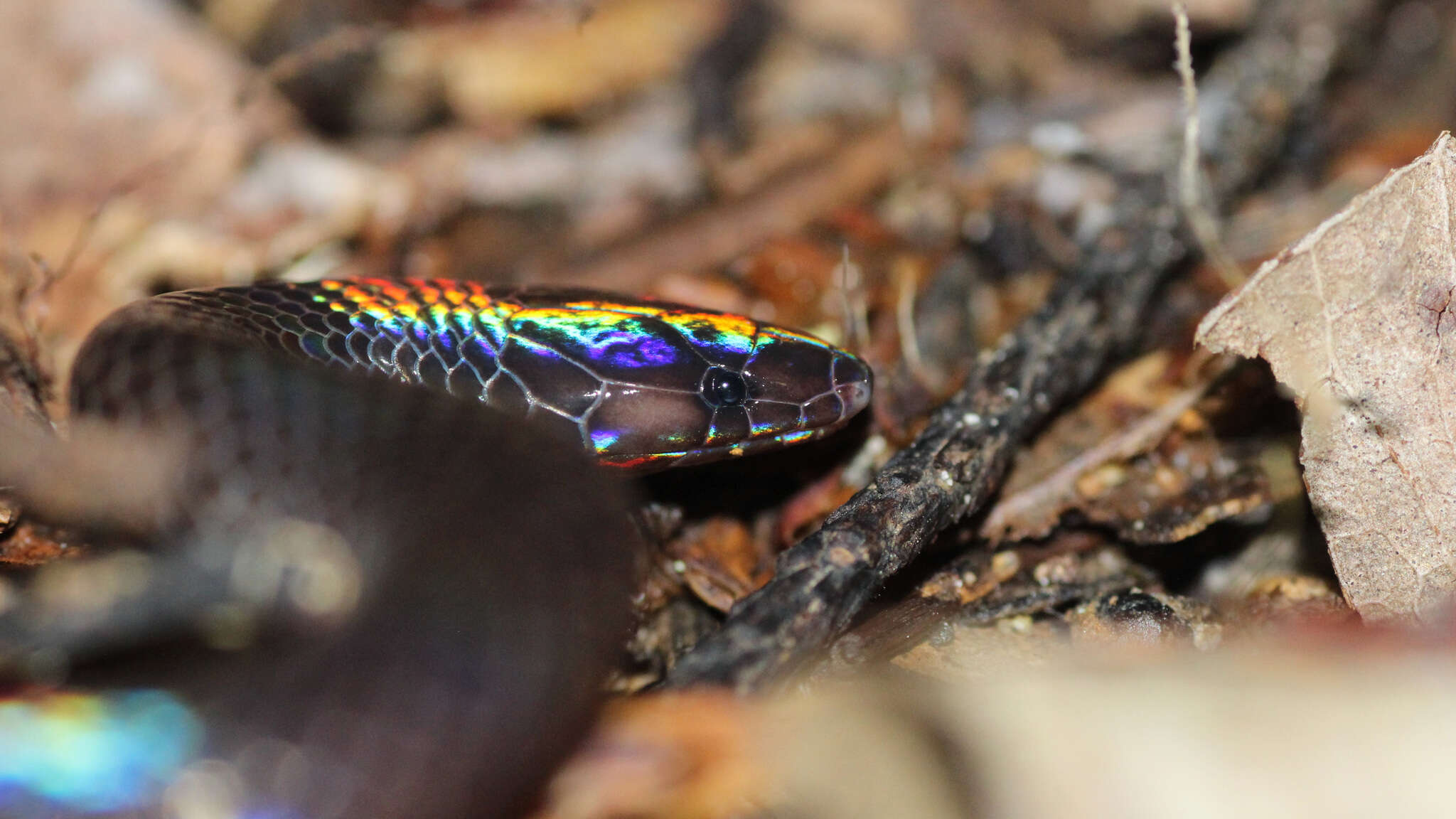 Image of Common Collared Snake