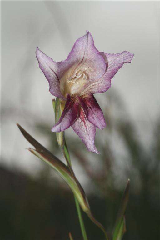 Image de Gladiolus carinatus Aiton