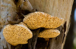 Image de Laetiporus portentosus (Berk.) Rajchenb. 1995