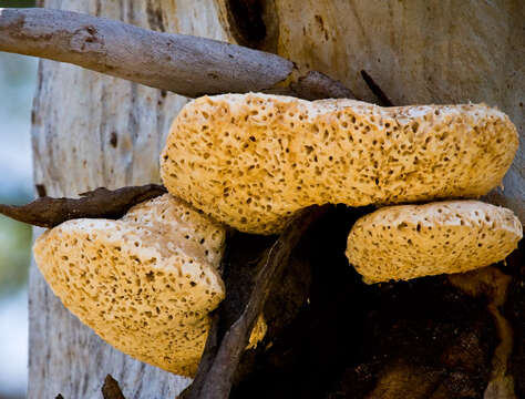 Image de Laetiporus portentosus (Berk.) Rajchenb. 1995