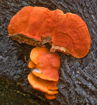 Image of Trametes coccinea (Fr.) Hai J. Li & S. H. He 2014