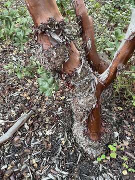 Image of woollyleaf manzanita