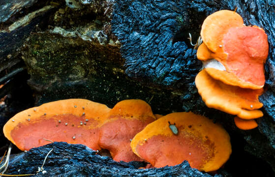 Image of Trametes coccinea (Fr.) Hai J. Li & S. H. He 2014