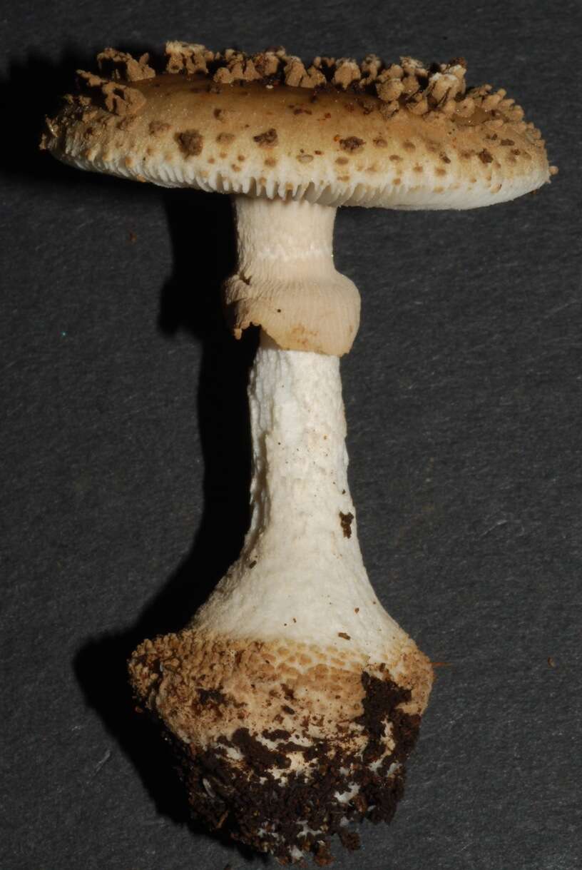 Image de Amanita australis G. Stev. 1962