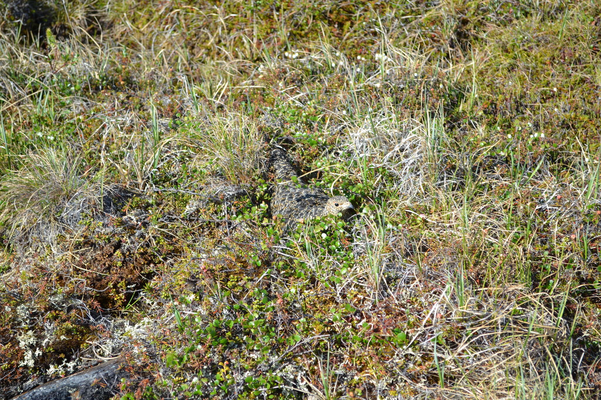 Image of Ptarmigan