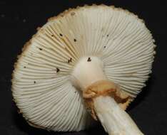 Image de Amanita australis G. Stev. 1962