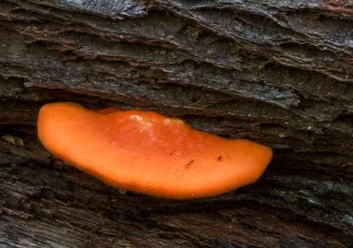 Image of Trametes coccinea (Fr.) Hai J. Li & S. H. He 2014