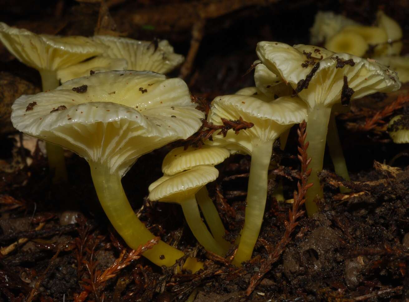 Image de Hygrocybe chromolimonea (G. Stev.) T. W. May & A. E. Wood 1995