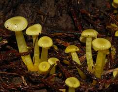 Image de Hygrocybe chromolimonea (G. Stev.) T. W. May & A. E. Wood 1995