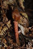 Image de Hygrocybe astatogala R. Heim ex Heinem. 1963