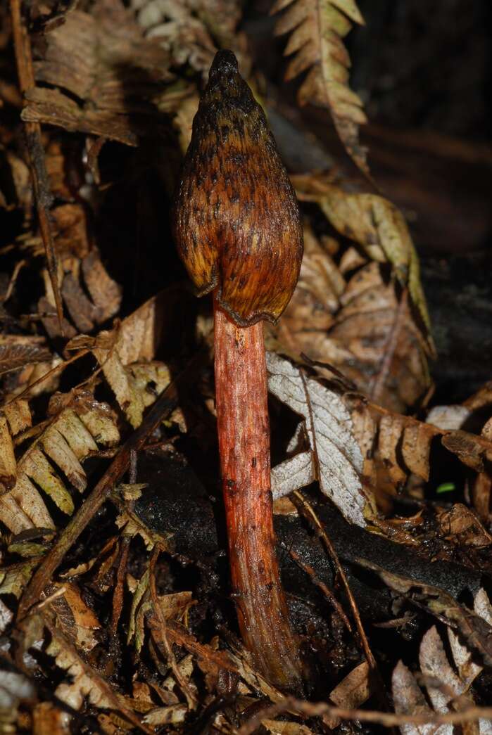 Image de Hygrocybe astatogala R. Heim ex Heinem. 1963