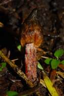 Image of Hygrocybe astatogala R. Heim ex Heinem. 1963