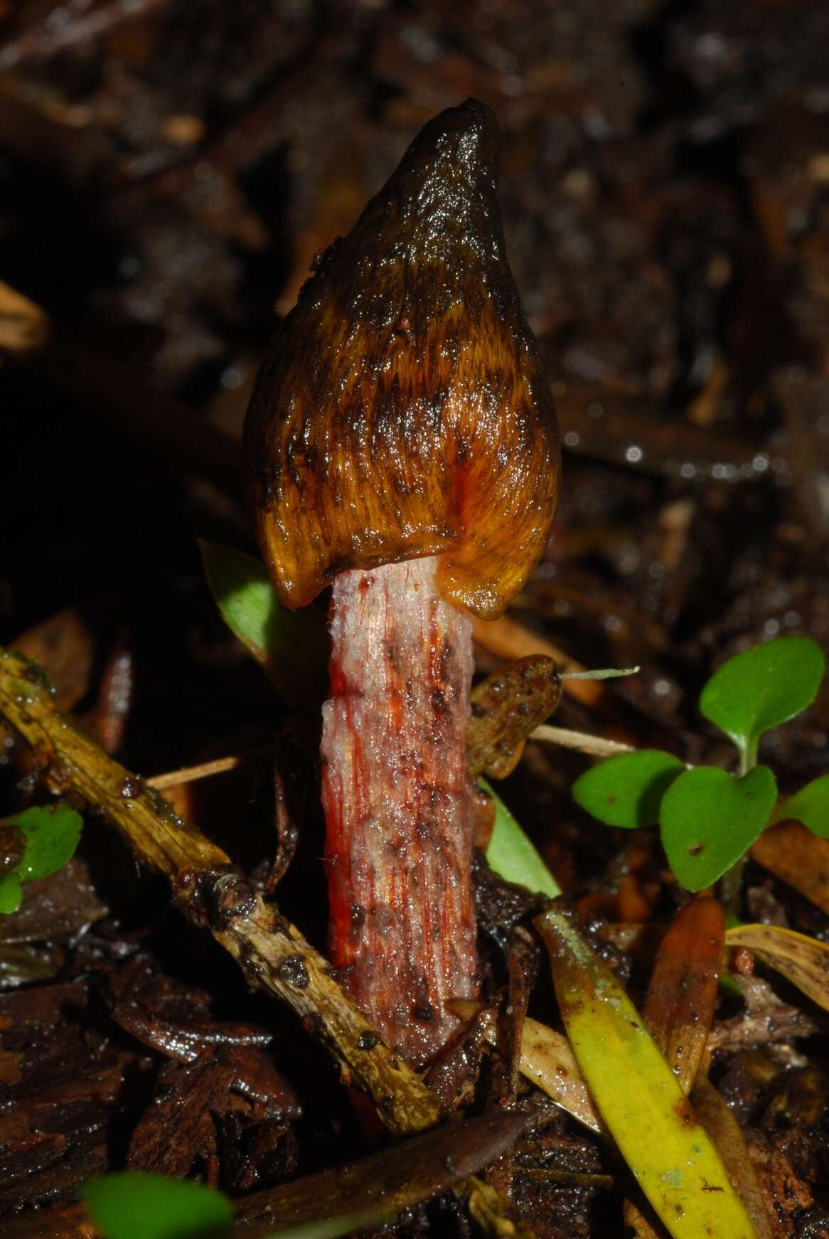 Image de Hygrocybe astatogala R. Heim ex Heinem. 1963