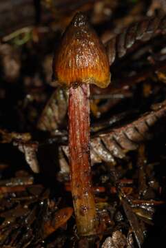 Image de Hygrocybe astatogala R. Heim ex Heinem. 1963