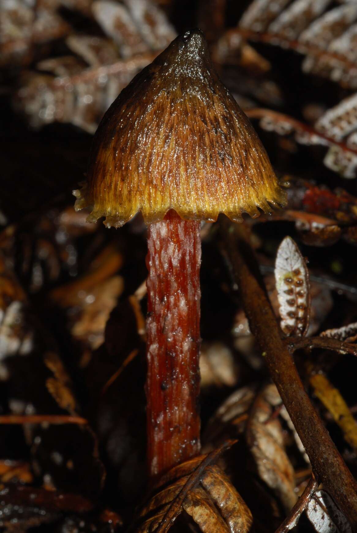 Image of Hygrocybe astatogala R. Heim ex Heinem. 1963