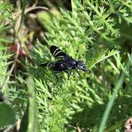 Image of Black Onion Fly