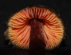 Image de Hygrocybe astatogala R. Heim ex Heinem. 1963