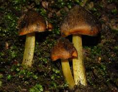 Image of Hygrocybe astatogala R. Heim ex Heinem. 1963