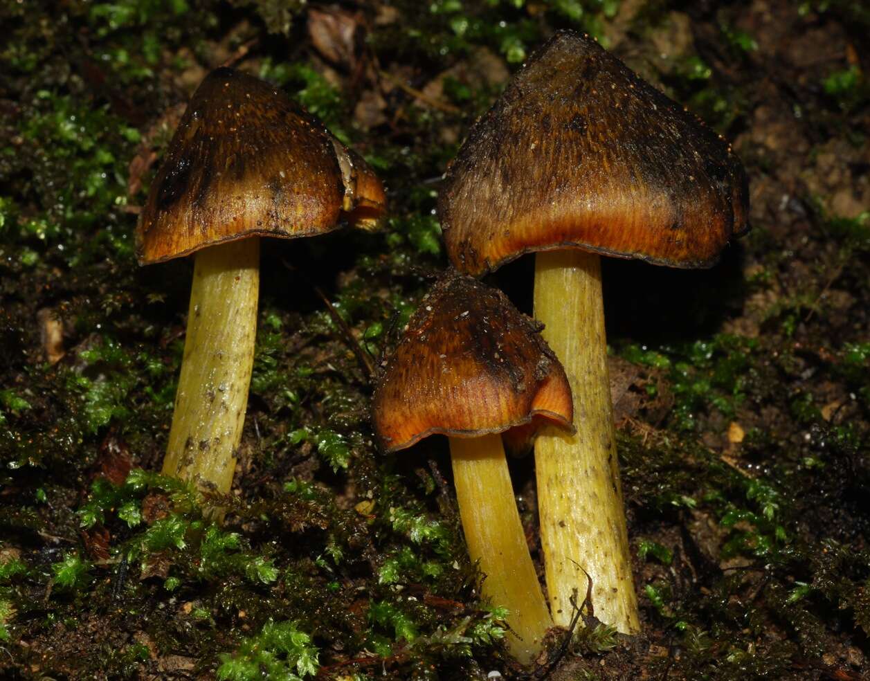 Image of Hygrocybe astatogala R. Heim ex Heinem. 1963