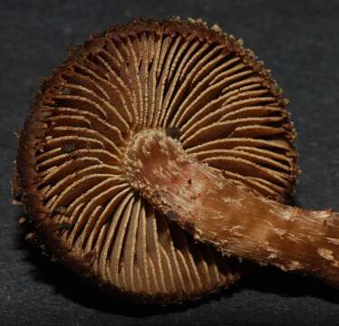 Image of Inocybe calamistratoides E. Horak 1978